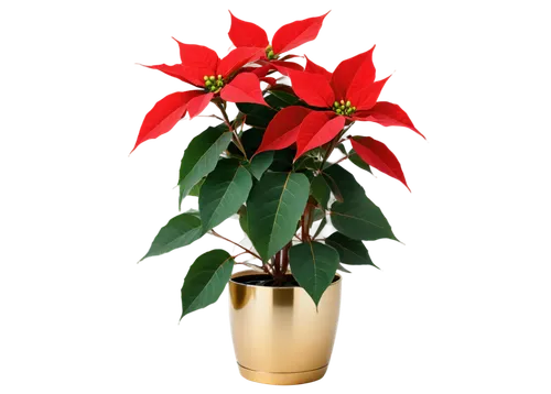 natal lily,poinsettia,xmas plant,poinsettia flower,christmas orchid,christmas flower,anthurium,flowers png,splendens,flower of christmas,cestrum,golden candle plant,potted plant,container plant,peruvian lily,christmas bells,ornamental plant,christmas arrangement,euphorbia splendens,adenium,Art,Artistic Painting,Artistic Painting 44