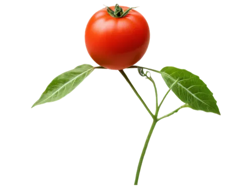 Ripe tomato, transparent background, solo, vibrant red color, glossy surface, leafy stem, slight shading, soft natural light, 3/4 composition, shallow depth of field, warm color tone, cinematic lighti