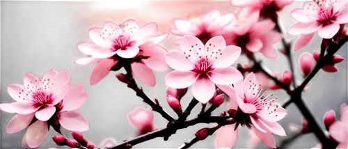 japanese floral background,impala lily,japanese sakura background,sakura flowers,plum blossoms,sakura flower,plum blossom,flower background,pink petals,pink magnolia,sakura blossoms,pink flowers,flowers png,blossoms,japanese cherry blossom,floral digital background,japanese anemone,pink floral background,japanese cherry blossoms,sakura background,Conceptual Art,Sci-Fi,Sci-Fi 09