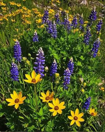 Methow Valley wildflowers, Balsamroot (Balsamorhiza deltoidea) and Lupines (Lupinus latifolius x sericeus var. latifolius), North Cascades Washington,alpine flowers,lupines,alpine meadows,lupins,alpin