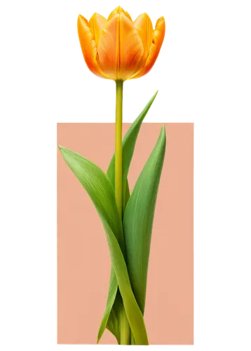 tulip background,yellow orange tulip,tulip,orange tulips,two tulips,tulips,tulip flowers,orange flower,flower background,flowers png,tulip blossom,orange rose,tulipa,tulipe,yellow rose background,flower wallpaper,tulip bouquet,tulp,rose png,orange lily,Photography,Artistic Photography,Artistic Photography 11