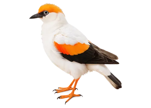 australian zebra finch,galliformes,zebra finch,orange gull,royal tern,bird png,pacific gull,orange beak,tern bird,cape gull,plover,balearica regulorum,platycercus,sterna hirundo,male finch,zebra finches,chestnut-breasted shelduck,ferruginous,tern,platycercus elegans,Illustration,Paper based,Paper Based 03