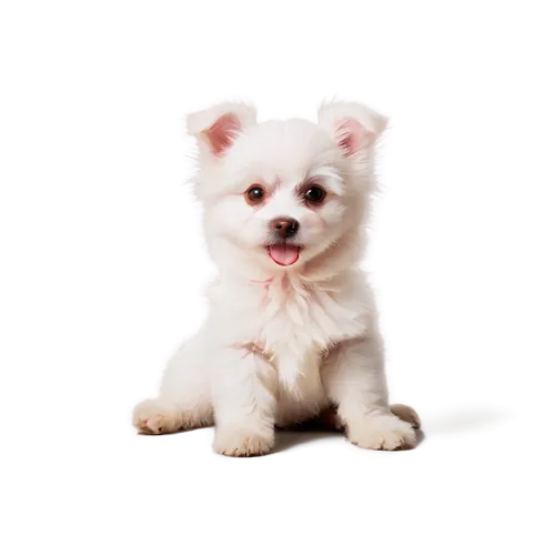 japanese spitz,english white terrier,german spitz mittel,german spitz,maltepoo,cute puppy,american eskimo dog,west highland white terrier,chihuahua poodle mix,dog pure-breed,pomeranian,german spitz klein,dog breed,pet vitamins & supplements,shih poo,bichon,white dog,shih-poo,indian spitz,canadian eskimo dog,Photography,Fashion Photography,Fashion Photography 19