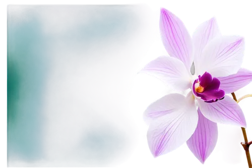 pleione,orchid flower,laelia,orchid,flower background,flowers png,miltonia,caladenia,lilien,lilac orchid,white lily,lilium,erythronium,white orchid,mixed orchid,stylidium,autumnalis,lily flower,navias,roscoea,Photography,Artistic Photography,Artistic Photography 05