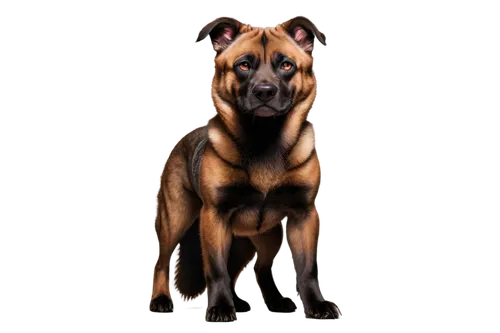 boerboel,mastiff,rhodesian ridgeback,black mouth cur,derivable,catahoula,great dane,mastiffs,pinscher,oberweiler,american staffordshire terrier,fossa,doberman,brindle,mastino,brown dog,bloodhound,staffordshire bull terrier,dog breed,bengalensis,Conceptual Art,Sci-Fi,Sci-Fi 12