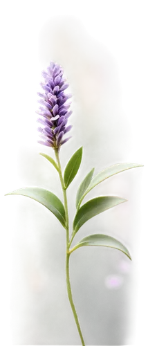 grape hyacinth,lavender flower,blue grape hyacinth,the lavender flower,grape hyacinths,muscari,common grape hyacinth,white grape hyacinths,hyssop,purple flower,muscari armeniacum,lilac flower,flowers png,liatris,lavandula,crown chakra flower,lupinus,flower purple,lupine,small-leaf lilac,Photography,Documentary Photography,Documentary Photography 34