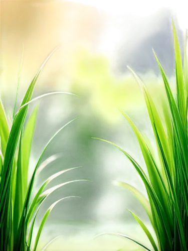 sweet grass plant,wheat grass,wheat germ grass,sweet grass,long grass,grass grasses,wheatgrass,grass fronds,spring leaf background,reed grass,ricefield,beach grass,grass,feather bristle grass,green background,arrowgrass,ornamental grass,green wallpaper,paddy field,green wheat,Unique,Design,Infographics