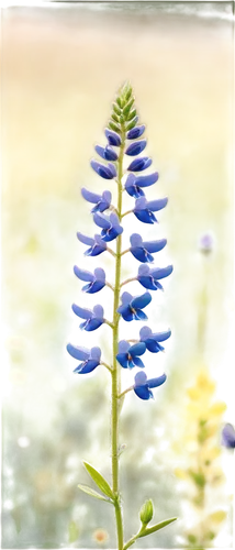 bluebonnet,hyssop,blu flower,dayflower,echium,blue bonnet,spineflower,blue flower,rocket flower,pointed flower,dulcimer herb,speedwell,borage,pond flower,mountain flower,lobelia,salvia,rocket flowers,herbaceous flowering plant,alpine flower,Unique,3D,Panoramic