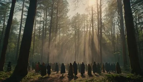 the stake,holy forest,druids,forest of dreams,pilgrimage,the forest,the woods,pine forest,grove of trees,forest walk,the pillar of light,elven forest,lord who rings,germany forest,insurgent,wizards,people in nature,arrival,forest,the order of the fields,Photography,General,Cinematic