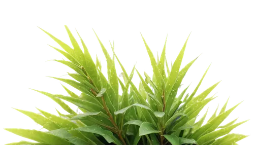 citronella,sweet grass plant,cyperus,tenuifolia,wheat grass,lomandra,eleocharis,green wallpaper,grass fronds,dracaena,aloe vera leaf,echinochloa,asparagaceae,fir needles,green plant,glasswort,cymbopogon,grass lily,dracena,wheatgrass,Conceptual Art,Sci-Fi,Sci-Fi 18