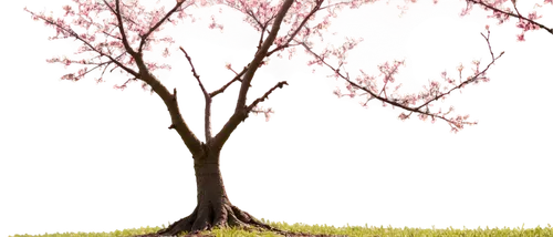 cherry blossom tree,sakura tree,blossom tree,cherry blossom branch,japanese sakura background,cherry tree,sakura cherry tree,spring background,spring leaf background,sakura branch,plum tree,blooming tree,pink cherry blossom,blossoming apple tree,sakura background,cherry branches,flourishing tree,japanese cherry blossom,peach tree,ornamental cherry,Illustration,Paper based,Paper Based 21