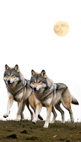 wolves,moondogs,huskies,wolfs,canids,wolfers,loups,wolf pack,coyotes,wolfes,wolens,lobos,wolfriders,werewolves,dingoes,starfox,wolfsangel,jackals,wolfen,wolfpacks,Photography,Fashion Photography,Fashion Photography 10