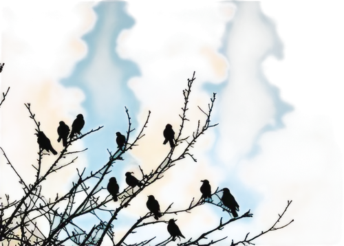 grackles,birds on branch,birds on a branch,shrikes,blue birds and blossom,finches,bushshrikes,sunbirds,waxwings,fairywrens,birds abstract,goldfinches,gnatcatchers,passerine parrots,pretty bluebirds,passerines,sparrows,humming birds,songbirds,birds blue cut glass,Art,Classical Oil Painting,Classical Oil Painting 33