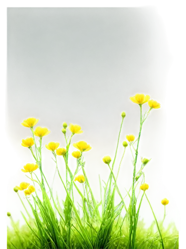 Wild weeds, green stems, yellow flowers, delicate petals, soft focus, natural light, 3/4 composition, shallow depth of field, warm color tone, cinematic lighting, detailed texture, realistic rendering