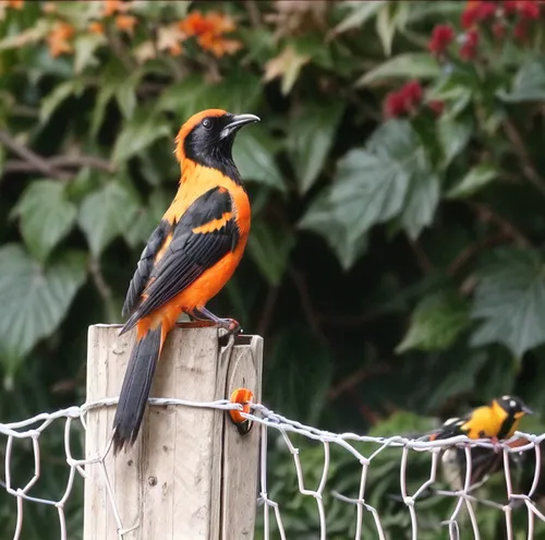 old world oriole,baltimore oriole,oriole,white-winged widowbird,orange-breasted sunbird,cuban oriole,yellow breasted chat,orange beak,yellow headed blackbird,collared inca,perched toucan,pteroglosus a