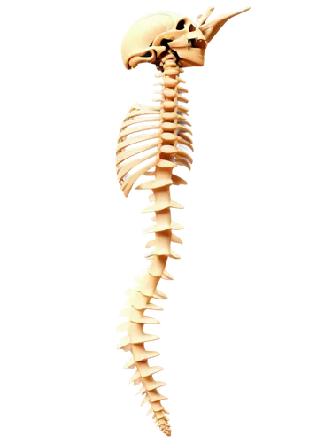 fish skeleton,skeleton,skeletal,dinosaur skeleton,babelomurex finchii,lion's skeleton,galangal,human skeleton,spine,greater galangal,wood skeleton,fossil,bone,leuconotopicus,scorpion,lissotriton,anodorhynchus,vertebrate,atlantoxerus getulus,salamandra,Art,Artistic Painting,Artistic Painting 35