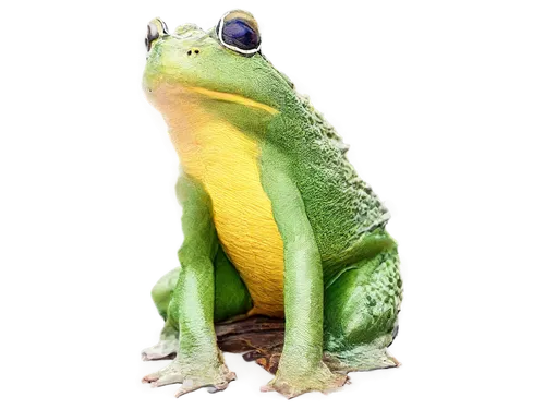 eastern dwarf tree frog,treefrog,frog background,basiliscus,cuban tree frog,green frog,hypsiboas,coral finger tree frog,pelophylax,tree frog,litoria,agamid,leaupepe,litoria fallax,red-eyed tree frog,phelsuma,day gecko,bullfrog,hemidactylus,hyla,Illustration,Japanese style,Japanese Style 16