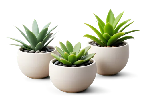 succulent plant,potted plants,hostplants,hostplant,plantes,plantlets,small plants,plants in pots,potted plant,green plants,cryptanthus,hechtia,houseplants,potted palm,little plants,tube plants,money plant,house plants,dracaena,plant pots,Art,Classical Oil Painting,Classical Oil Painting 04