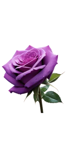 purple rose,rose png,flowers png,f,purple flower,purple pageantry winds,regnvåt rose,flower purple,purple,rosa,bicolored rose,purple background,wall,arrow rose,evergreen rose,crown chakra flower,bella rosa,lady banks' rose ,lady banks' rose,flower rose,Photography,General,Fantasy