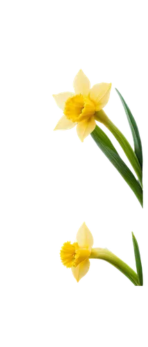 tulip background,flowers png,daffodils,jonquils,flower background,spring leaf background,daff,filled daffodil,daffyd,yellow daffodils,daffodil,flower wallpaper,yellow rose background,yellow tulips,minimalist flowers,spring background,tulipa,two tulips,flower illustration,yellow daffodil,Art,Artistic Painting,Artistic Painting 25