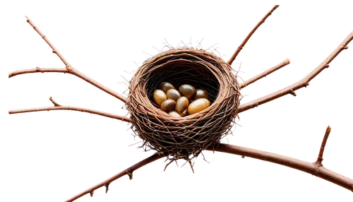 seedpods,seed pod,nest,seedpod,nests,conifer cone,bird eggs,brown egg,nesting material,nest building,bird's egg,seed head,brown eggs,pine cone ornament,seed pods,sporangium,bird nest,spines,spermatogenesis,cocoon,Art,Classical Oil Painting,Classical Oil Painting 39