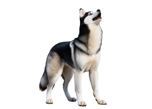 northern inuit dog,west siberian laika,tamaskan dog,sakhalin husky,east siberian laika,czechoslovakian wolfdog,huskies,husky,saarloos wolfdog,siberian husky,wolfdog,laika,labrador husky,malamute,kunming wolfdog,canadian eskimo dog,canidae,formosan mountain dog,russo-european laika,schleich,Conceptual Art,Oil color,Oil Color 05