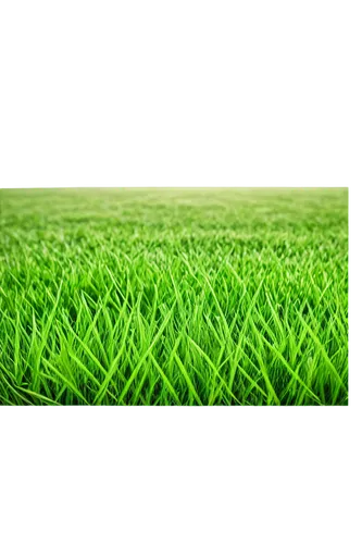 artificial grass,turfgrass,green wallpaper,block of grass,quail grass,bentgrass,green grass,ryegrass,green lawn,golf course grass,zoysia,grass,grass golf ball,fieldturf,halm of grass,wheat germ grass,grasslike,grass blades,cordgrass,groundskeeping,Illustration,Black and White,Black and White 21