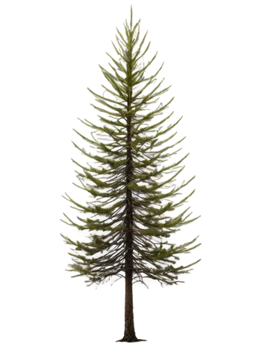 norfolk island pine,fir tree,fir tree decorations,fir branch,spruce tree,bierenbaum,fir needles,nordmann fir,kerschbaum,tannenbaum,fir tree silhouette,gymnosperm,evergreen trees,cupressaceae,fir branches,picea,pine tree,chile fir,fir-tree branches,blue spruce,Illustration,Children,Children 01