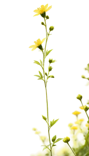 Ragweed, yellow blooms, delicate petals, tall stem, green leaves, soft focus, natural lighting, shallow depth of field, warm color tone, panoramic view, botanical illustration style, realistic texture