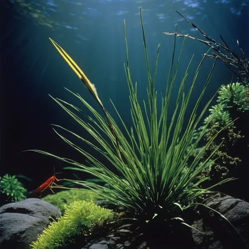 Write a lively poem capturing the elegance and charm of Eudocimus ruber in its natural habitat.,aquatic plants,aquatic plant,sea arrowgrass,aquatic herb,underwater landscape,hornwort,aquarium decor,ch