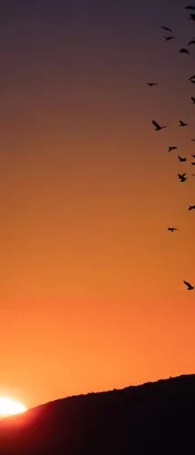 gaviotas,flock of birds,birds in flight,crow in silhouette,bird migration,starlings