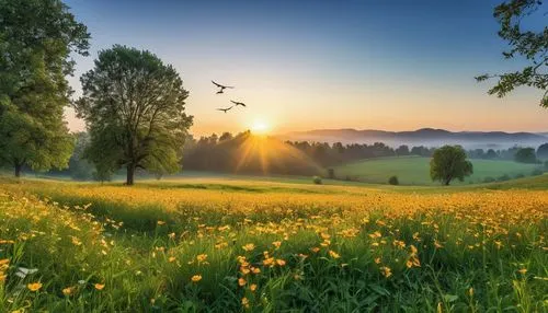 meadow landscape,landscape background,background view nature,spring morning,meadow and forest,summer meadow,nature landscape,beautiful landscape,meadow,mountain meadow,green landscape,spring meadow,landscape nature,green meadow,meadows of dew,spring background,salt meadow landscape,springtime background,natural scenery,spring nature,Photography,General,Realistic