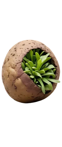 Round potato, brown skin, green sprouts, rough texture, natural light, 3/4 composition, shallow depth of field, warm color tone, cinematic lighting, solo, realistic, detailed wrinkles, ambient occlusi