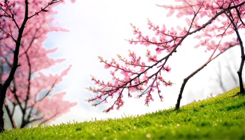 japanese sakura background,spring background,sakura background,springtime background,sakura trees,japanese cherry trees,takato cherry blossoms,cherry trees,japanese floral background,cherry blossoms,hanami,spring in japan,nature background,japanese cherry blossoms,the cherry blossoms,sakura tree,spring blossom,sakura cherry tree,cherry blossom,landscape background,Art,Classical Oil Painting,Classical Oil Painting 30