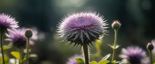 ball thistle,european marsh thistle,thistles,purple thistle,spear thistle,teasel,knapweed,sow thistles,purple salsify,purple coneflower,thistle,globe thistle,echinacea purpurea,creeping thistle,distaff thistles,pasqueflower,artichoke thistle,chive flower,greater burdock,card thistle