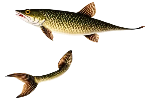 common carp,mosquitofish,forest fish,killifish,walleye,freshwater fish,gourami,crappies,yellow fish,fish,brocade carp,small fish,cichlid,archerfish,arowana,mahseer,micropterus,fish in water,baitfish,fish gold,Illustration,Realistic Fantasy,Realistic Fantasy 10