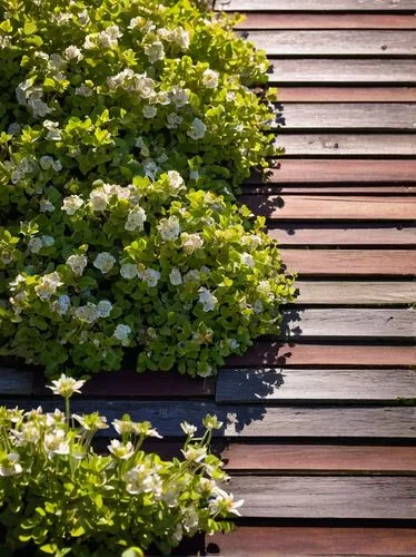 wooden decking,weatherboards,wood and flowers,roof landscape,weatherboarded,spiraea,roof garden,trellises,boxwoods,espalier,hydrangea background,garden fence,decking,garden design sydney,flower boxes,weatherboarding,climbing garden,wooden wall,hydrangeas,plate hydrangea,Conceptual Art,Oil color,Oil Color 03