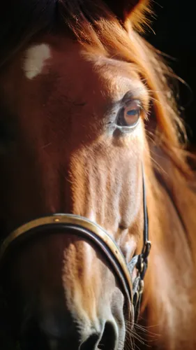 portrait animal horse,quarterhorse,bridle,equine,horse eye,warm-blooded mare,belgian horse,horse snout,standardbred,horse breeding,gelding,horse grooming,haflinger,racehorse,equestrian sport,arabian h