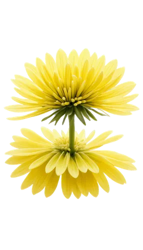 flowers png,chrysanthemum background,sunflower lace background,yellow chrysanthemum,yellow gerbera,wood daisy background,yellow chrysanthemums,fennel flower,siberian chrysanthemum,chrysanthemum,hawkbit,garland chrysanthemum,xerochrysum bracteatumm,asteraceae,helianthus,sand coreopsis,yellow calendula flower,wild chrysanthemum,yellow daisies,minimalist flowers,Photography,Documentary Photography,Documentary Photography 10