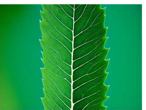 tropical leaf,tropical leaf pattern,fern leaf,leaf structure,leaf veins,jungle leaf,foliage leaf,custody leaf,leaf fern,leaf pattern,chestnut leaf,cycad,dry leaf,palm leaf,mape leaf,green leaf,nopal,coconut leaf,nettle leaves,urticaceae,Conceptual Art,Graffiti Art,Graffiti Art 02