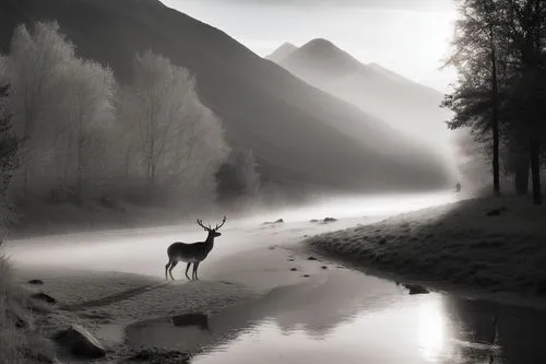 black and white pograph of a deer on the shore,rehe,foggy landscape,morning mist,stille,winter deer,european deer,Photography,Black and white photography,Black and White Photography 08