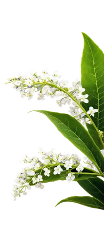 homeopathically,lily of the valley,aromatic plant,flowers png,panicle,lily of the field,galium,aromatic herb,tea flowers,herbs flowers,stevia,lilly of the valley,willow flower,aniseed,tea tree,arrowgrass,sea arrowgrass,ocimum tenuiflorum,cherry laurel,aromatic herbs,Conceptual Art,Daily,Daily 09