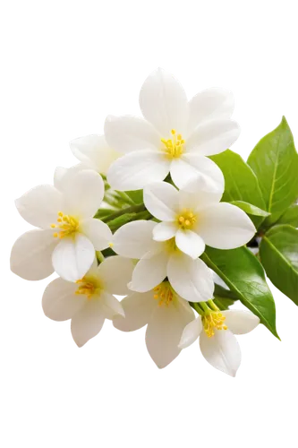 flowers png,wood daisy background,white flower cherry,flower background,wood anemones,white floral background,homoeopathy,naturopathy,wood anemone,delicate white flower,spring leaf background,jasmine flower,white blossom,jasminum,homeopathically,flower jasmine,spring background,white flowers,jasmine flowers,white flower,Art,Classical Oil Painting,Classical Oil Painting 22