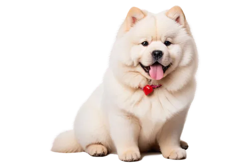 samoyedic,samoyed,pyr,akita,white dog,jindo,shoob,atka,kishu,inu,huichon,akitas,dog pure-breed,sadaharu,shunsuke,dog breed,portrait background,takemoto,kumo,transparent background,Photography,Fashion Photography,Fashion Photography 11