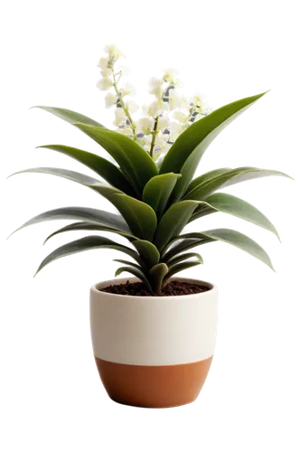 hostplant,potted plant,potted palm,dracaena,coelogyne,zamia,dracena,liriope,houseplant,citronella,aspidistra,maxillaria,pineapple lily,stylidium,cryptanthus,asparagaceae,plantago,pot plant,green plant,succulent plant,Photography,Artistic Photography,Artistic Photography 10