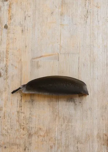 a black feather stuck to a wooden board,seed pod,wakai,seedpod,dorsal fin,gyuto,pupae