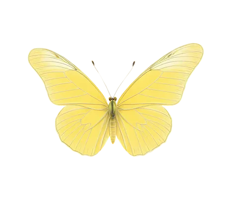 butterfly vector,yellow butterfly,butterfly background,butterfly clip art,butterfly isolated,isolated butterfly,yellow background,colias,ornithoptera,eastern pale clouded yellow,butterfly,transparent background,butterflay,lemon background,butterflied,cabbage white butterfly,flutter,butterflyer,cabbage white,butterfly white,Illustration,Black and White,Black and White 04