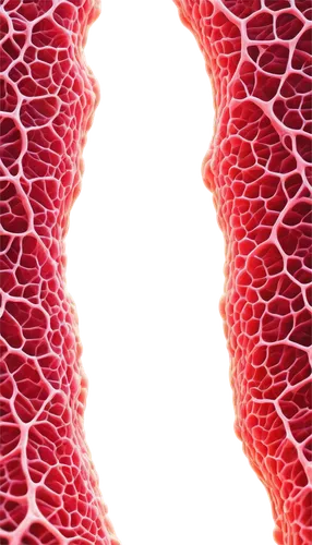 hypercholesterolemia,papillae,hyperparathyroidism,arteriole,perivascular,microcirculation,aorta,membranacea,cardiovascular,vasculature,lipoprotein,acinar,enterocolitis,neovascularization,microvascular,intestine,alveoli,osteogenic,epididymis,arteriovenous,Photography,Black and white photography,Black and White Photography 15