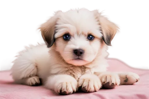 cute puppy,havanese,golden retriever puppy,australian shepherd,mixed breed dog,golden retriever,labradoodle,dog pure-breed,shih poo,puppy,blue merle,dog breed,parvovirus,white dog,shih tzu,blonde dog,golden retriver,puppy shetland sheepdog,puppy pet,coton,Art,Artistic Painting,Artistic Painting 39