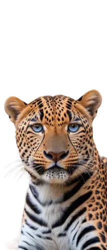 tiger png,bandhavgarh,sumatrana,hosana,bengalensis,cheeta,leopard head,asian tiger,kabini,cheetor,harimau,jaguar,leopardus,a tiger,gepard,bengal tiger,mohan,tigar,ocelot,leopard,Conceptual Art,Fantasy,Fantasy 29